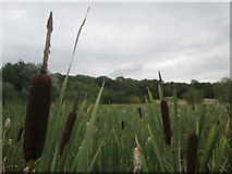 TL2171 : Bullrushes, Hinchingbrooke Country Park by Peter S