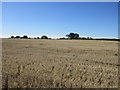 Harvested field