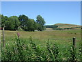 Grassland, Little Padfield Farm