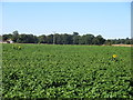 Potato field with sunflowers