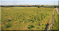 Sheep pasture near Bilbury Farm