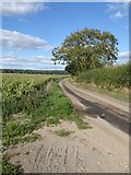 SU5471 : Lane leading north-east from Bucklebury ford by Stefan Czapski