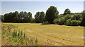 Field near South Newton Mill