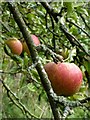 Apples in the village orchard, Downe