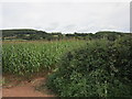 Field of maize near Tump Farm