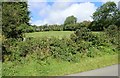 Grazing land at Meadow Hill on the Carrickrovaddy Road