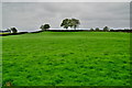 H4868 : A grassy field, Camowen by Kenneth  Allen