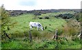 Rough grazing on intake land on the slopes of Aughanduff Lower Mountain