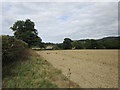 Prepared field with pheasants near Eastnor