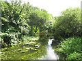 The River Colne on Stanwell Moor (2)