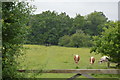 Field on the edge of Epping Forest