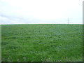 Grazing near the M65 Motorway