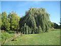 Chesham: Willow tree on Chesham Moor