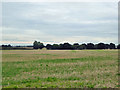 TM1527 : Field south of Tendring Road by Robin Webster