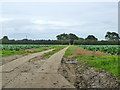 Concrete strip farm track, Great Oakley