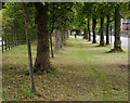 NZ2365 : Dog walking between lines of trees by Trevor Littlewood