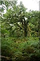 Old oak tree