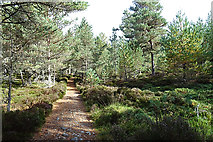 NJ0527 : Path in Anagach Wood by Anne Burgess