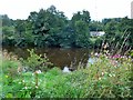 Himalayan balsam by the Clyde Walkway