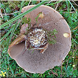 NJ0830 : Fungus by Anne Burgess