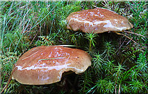 NJ0931 : Fungi by Anne Burgess