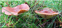 NJ1031 : Fungi by Anne Burgess
