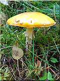 NJ1031 : Fungus by Anne Burgess