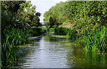 SU0881 : West along the Wilts & Berks canal, Royal Wootton Bassett by Brian Robert Marshall