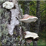 NJ1536 : Bracket Fungi by Anne Burgess