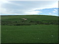 Grazing, East Rackwood Hill