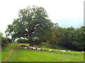 TQ4942 : Sheep grazing near Chiddingstone Hoath by Malc McDonald