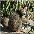 Lemur in Bristol Zoo