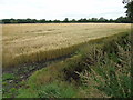 Barley field on Astley Moss