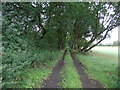 Woodland path at Astley Moss