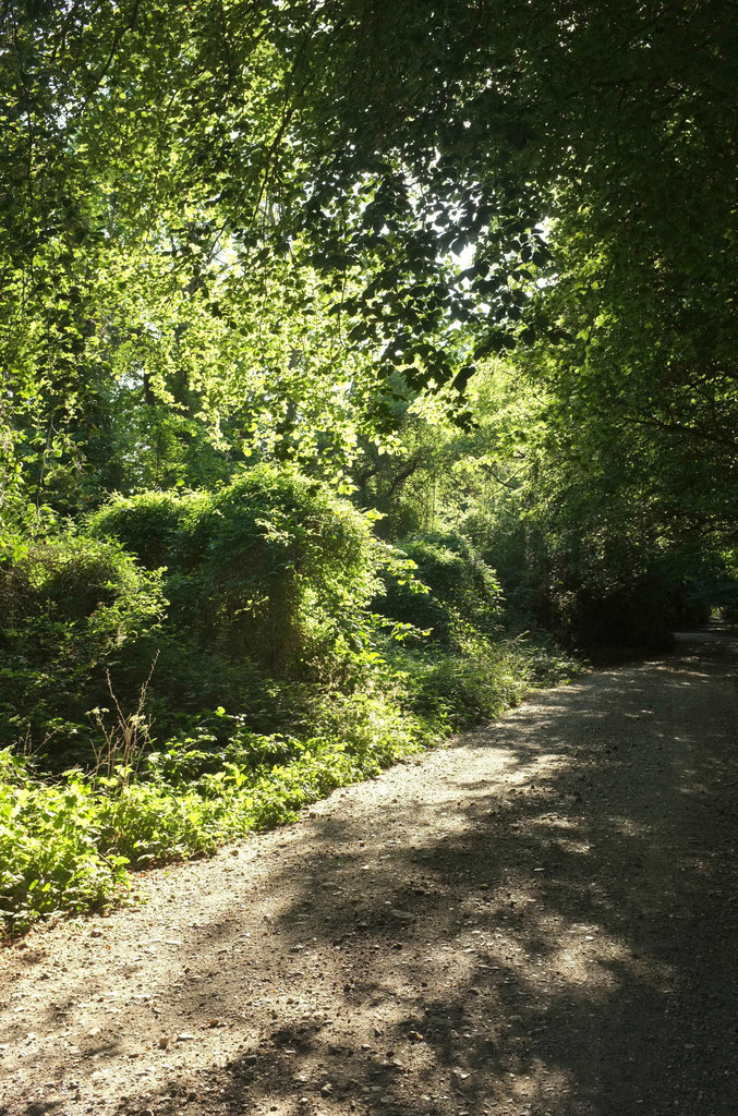 Old Shaftesbury Drove by Hare Warren © Derek Harper :: Geograph Britain ...