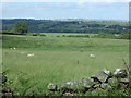 Sheep grazing off National Cycle Route 70