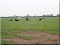 Cattle grazing near Linton-on-Ouse