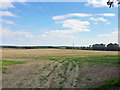 Field south of Grateley Drove