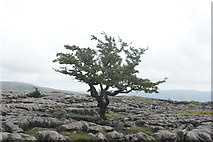 SD7075 : View of a tree on the top of Twisleton Scar End by Robert Lamb