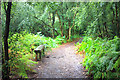 Woodland Bench, Croham Hurst