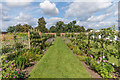 Victorian kitchen garden, The Grange