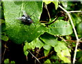 H4578 : Fly on leaf, Rosnamuck by Kenneth  Allen