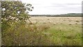 NU1203 : Grassland near Longframlington by Richard Webb