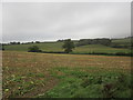 Harvested field of maize