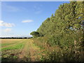 Stubble field and poplar trees