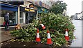 Fallen Tree in Pittville Street