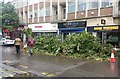 Fallen Tree in Pittville Street