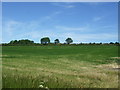 NZ1527 : Silage field near Low Houses Farm by JThomas