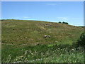 Hillside grazing near Moor Head