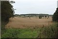 Arable field near Harlaw Hill